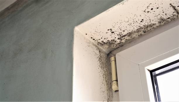 Best Emergency Mold Remediation  in Oakland Park, FL