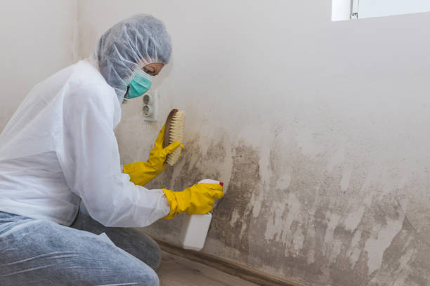 Best Attic Mold Removal  in Oakland Park, FL