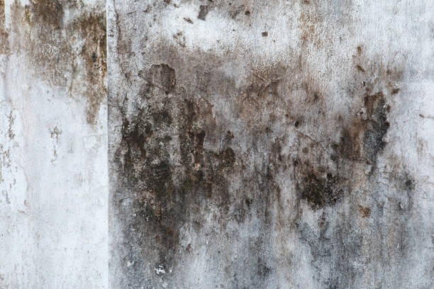 Best Basement Mold Removal  in Oakland Park, FL