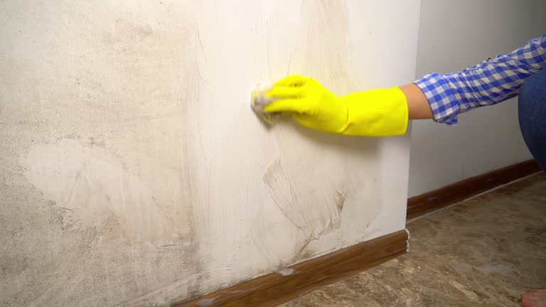 Oakland Park, FL Mold Removal Company