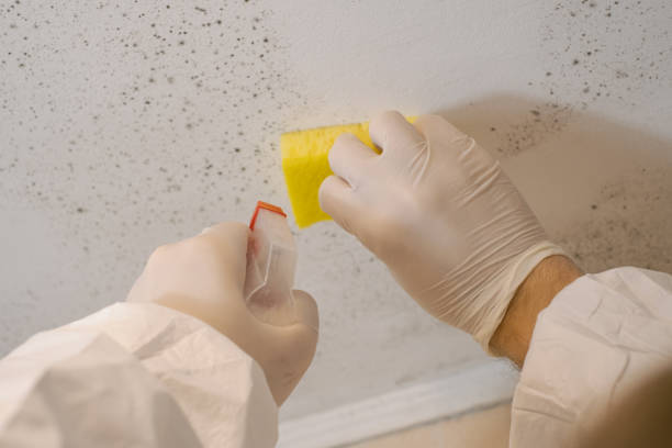 Best Mold Damage Restoration  in Oakland Park, FL