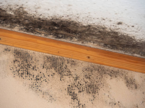  Oakland Park, FL Mold Removal Pros