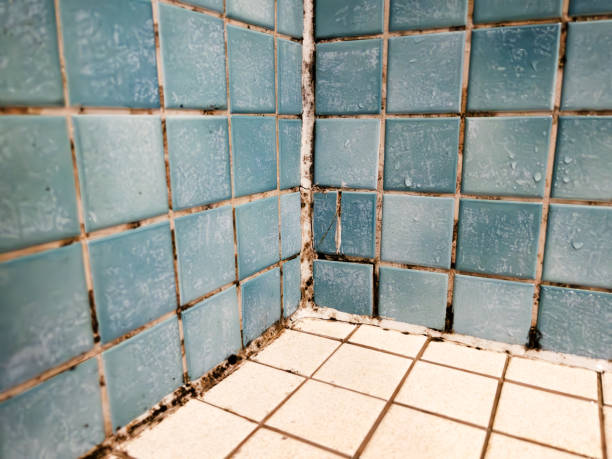 Best Emergency Mold Remediation  in Oakland Park, FL