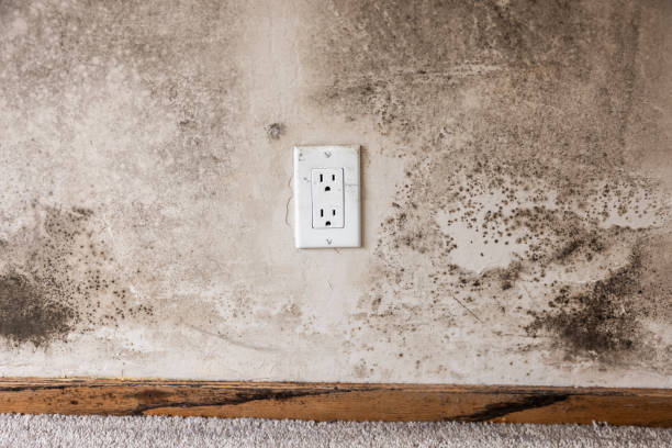 Mold Documentation for Insurance Claims in Oakland Park, FL