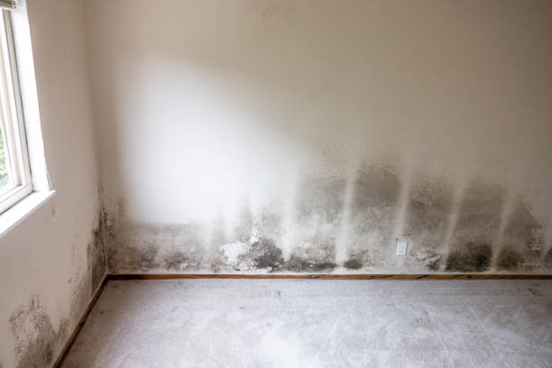 Best Black Mold Removal  in Oakland Park, FL