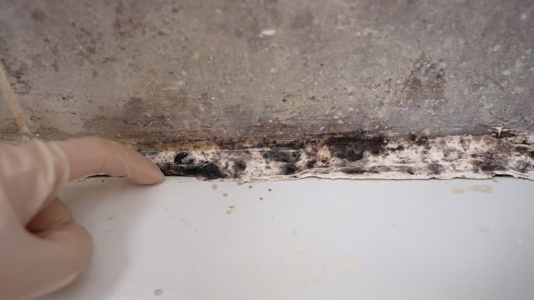 Best Environmental Consulting for Mold Prevention  in Oakland Park, FL